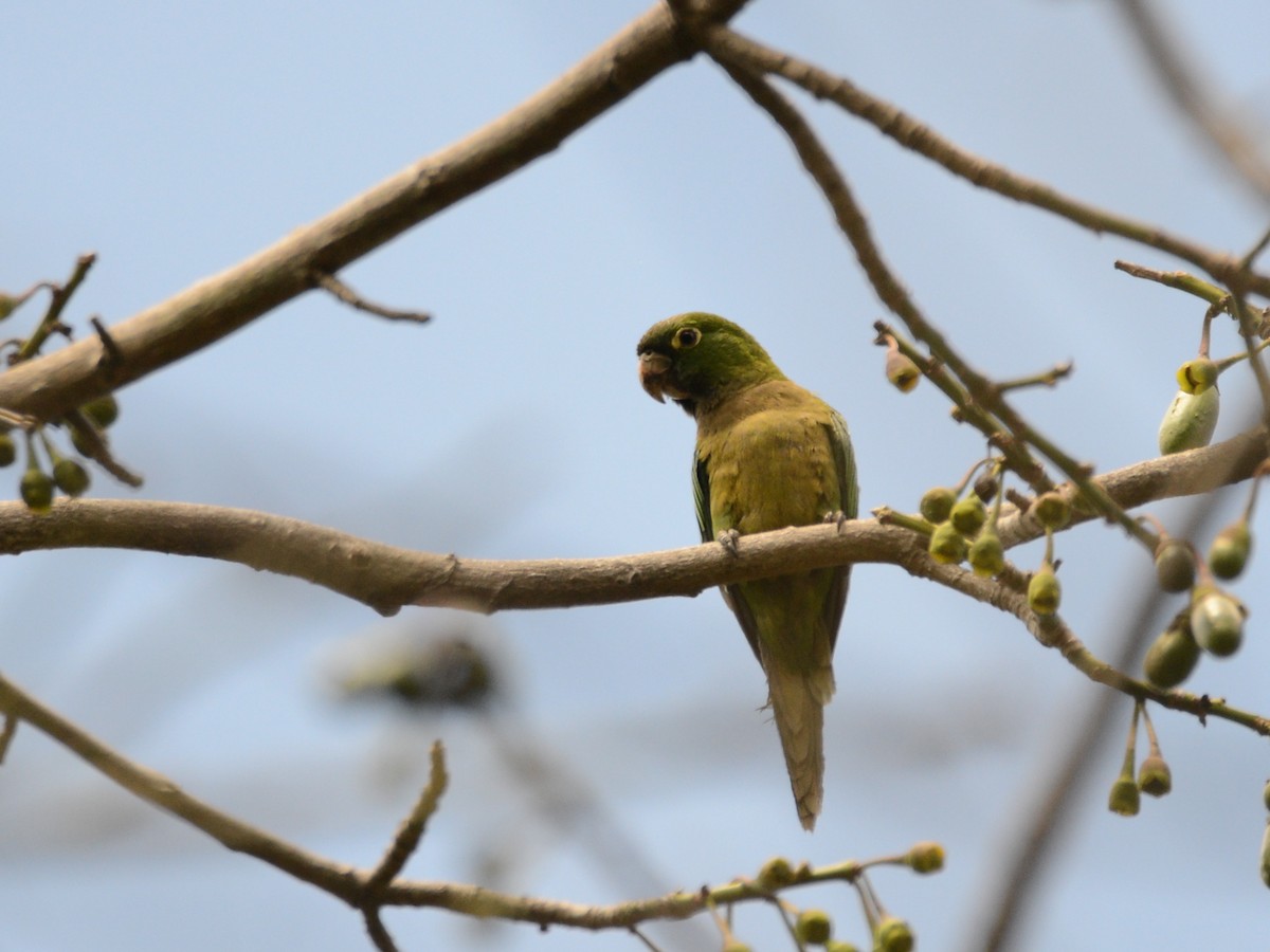 Olive-throated Parakeet - ML38514011