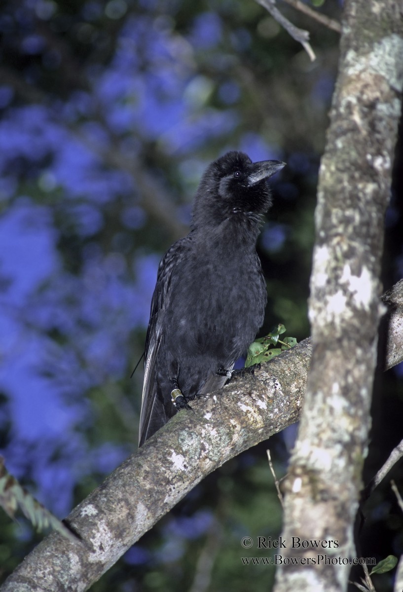 Hawaiian Crow - Rick Bowers