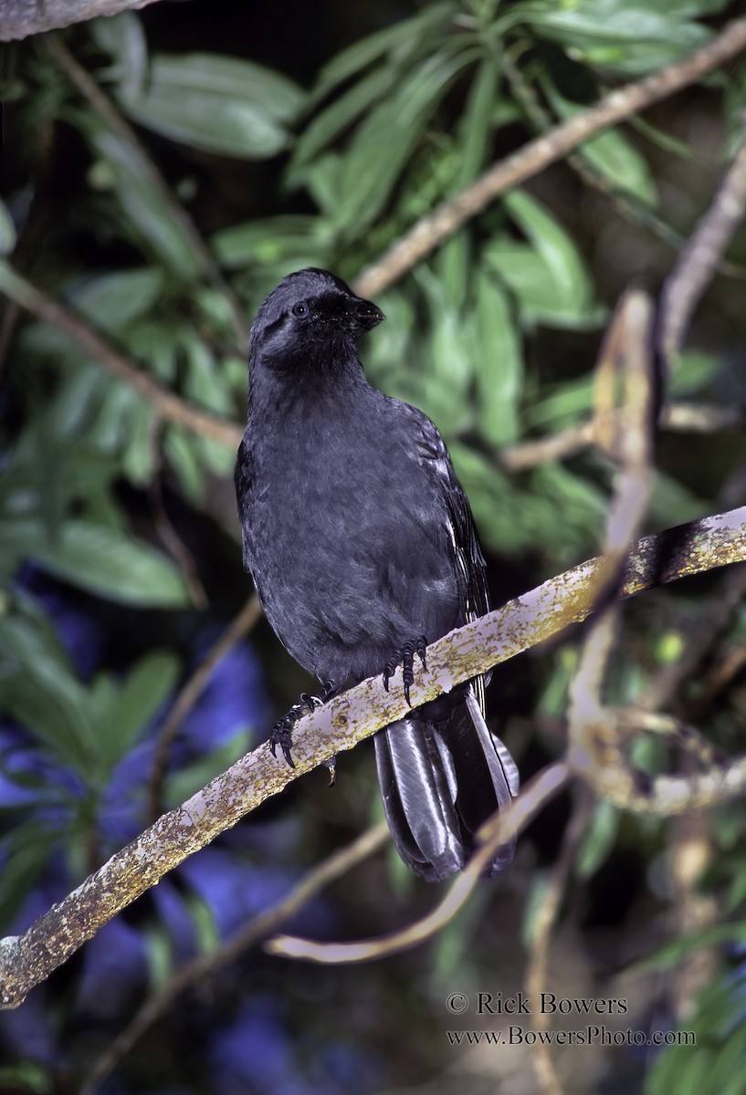 Hawaiian Crow - ML385140201