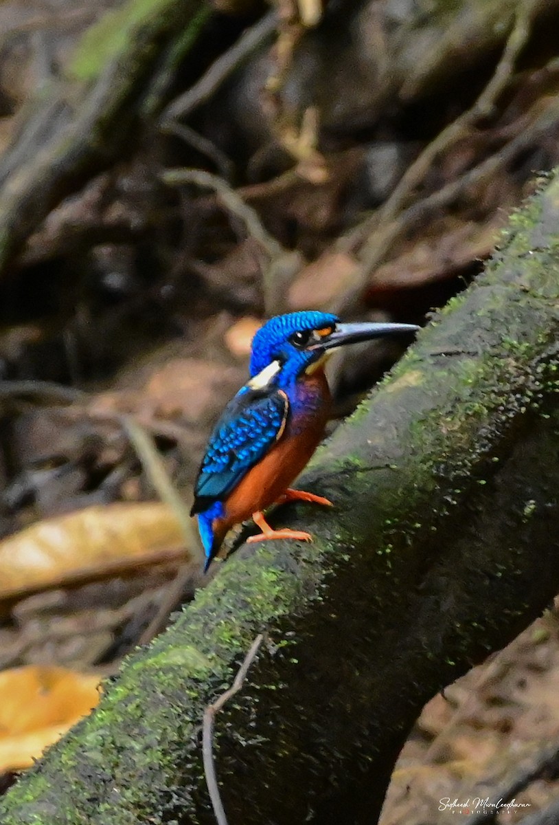 Blue-eared Kingfisher - sudheesh muraleedharan