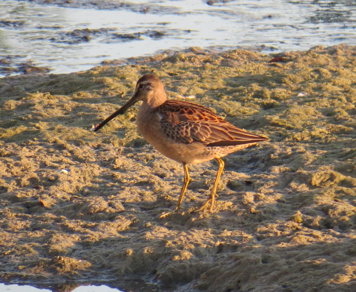 Long-billed Dowitcher - David New