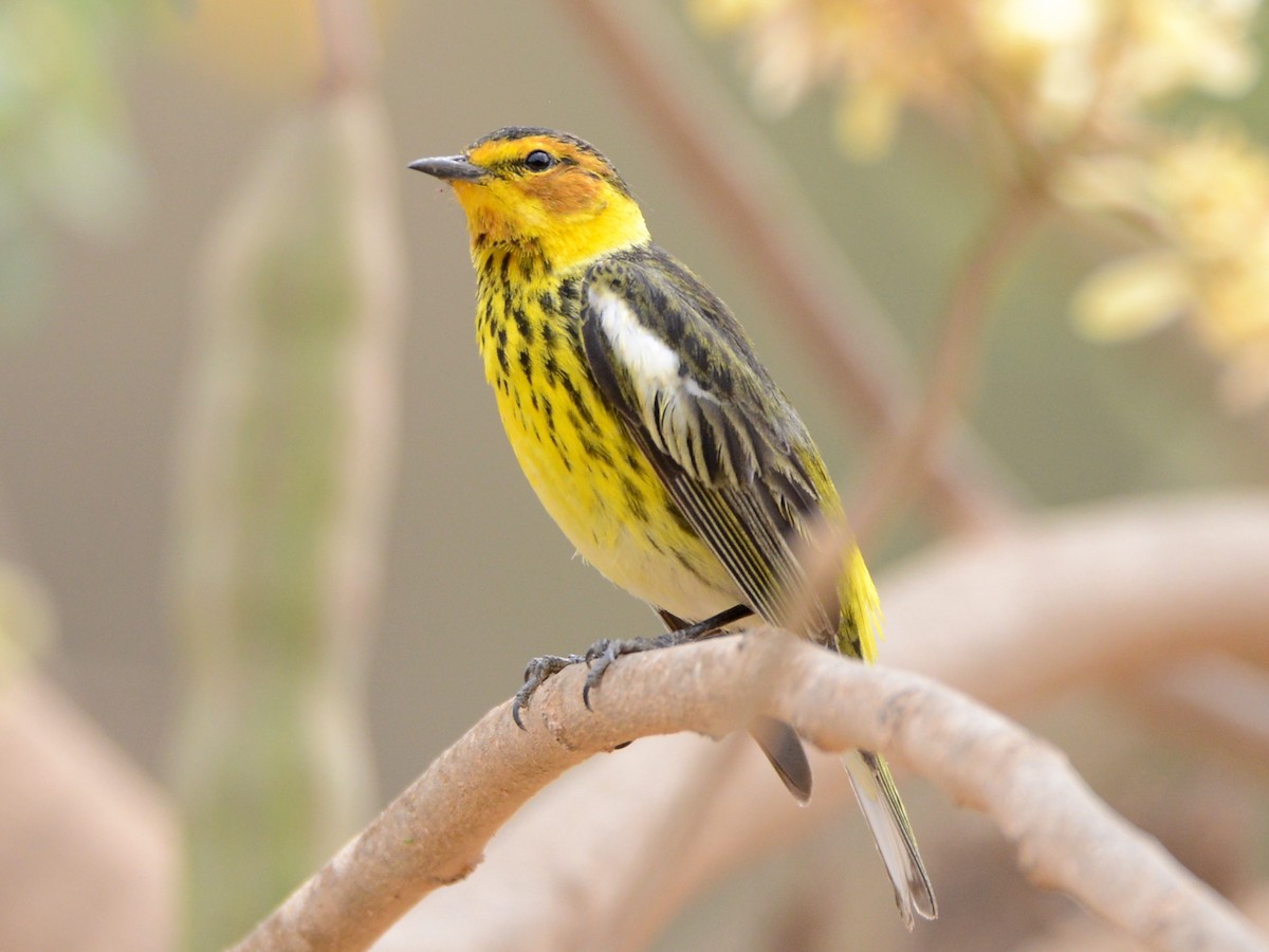 Cape May Warbler - ML38514471