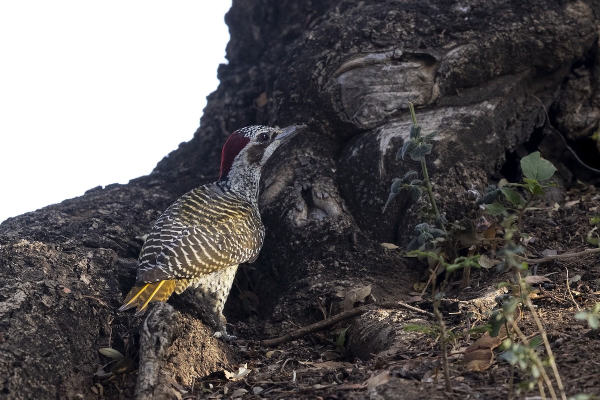 Bennett's Woodpecker (Bennett's) - ML385149531