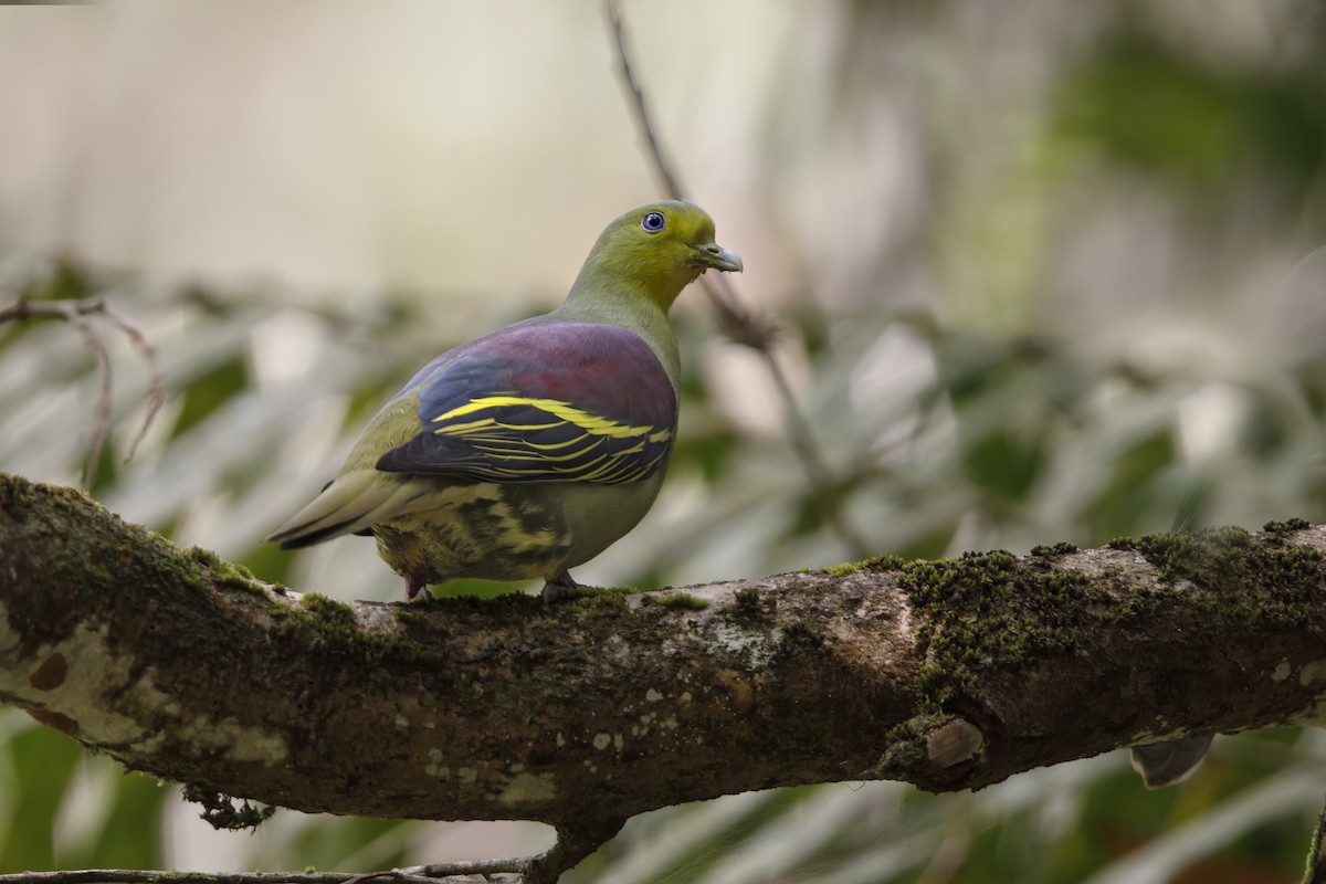 Sri Lanka Green-Pigeon - ML385151281