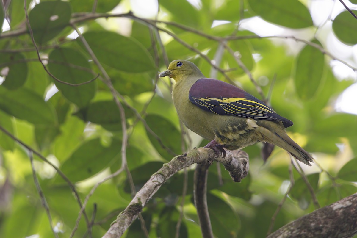 Sri Lanka Green-Pigeon - ML385151301