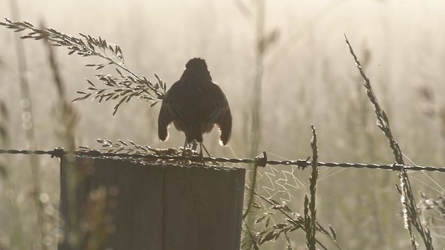 Singing Bushlark (Australasian) - ML385152721