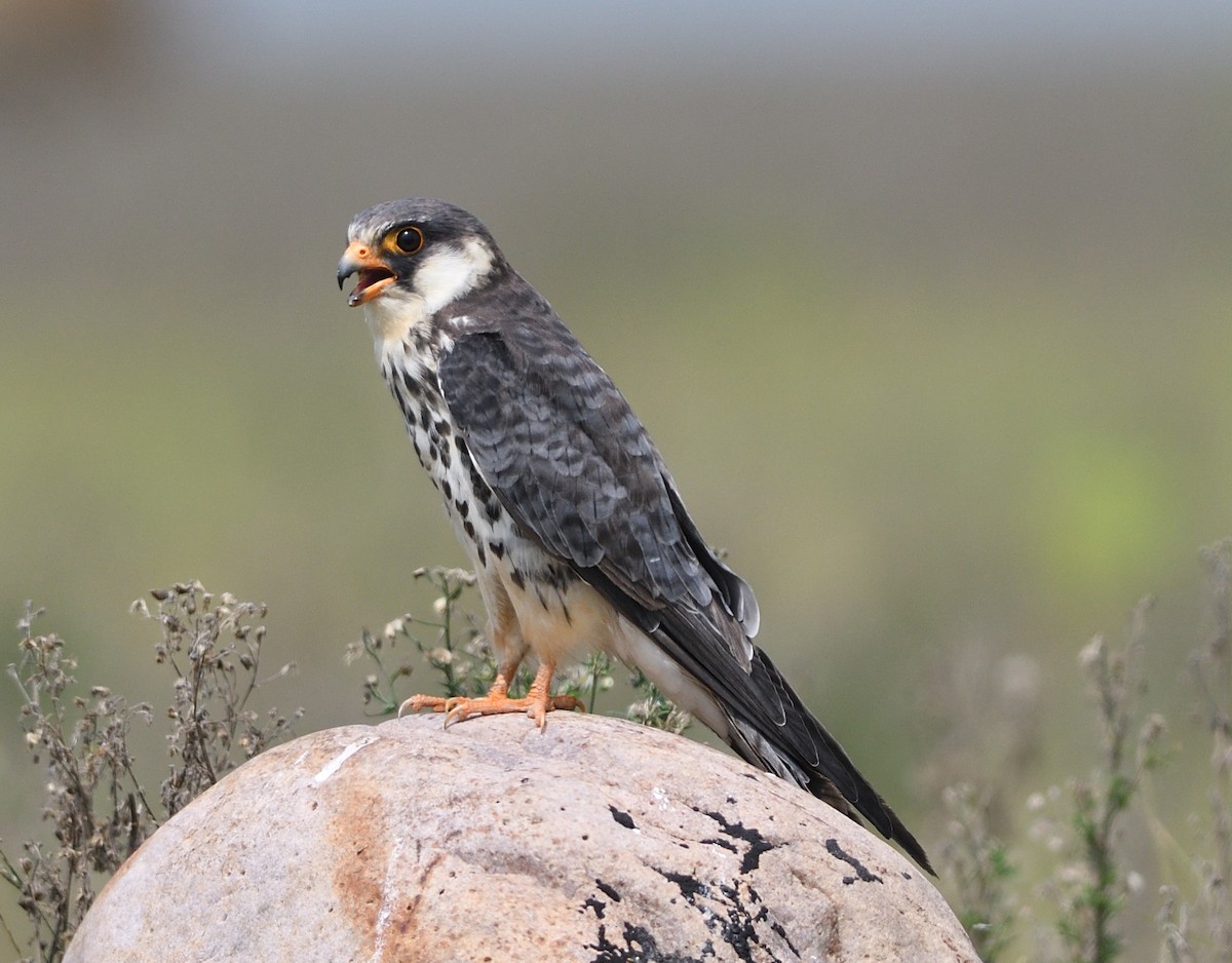 Amur Falcon - Piyush Dogra