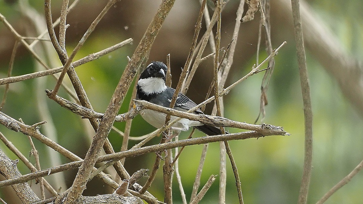 Black-capped Sparrow - ML385153831