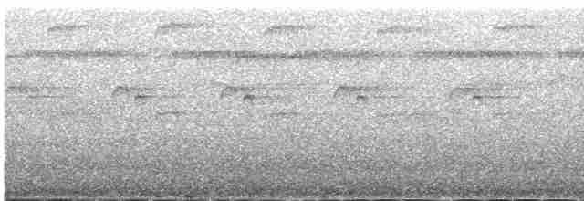 Прямоклювый колибри-отшельник - ML385159751