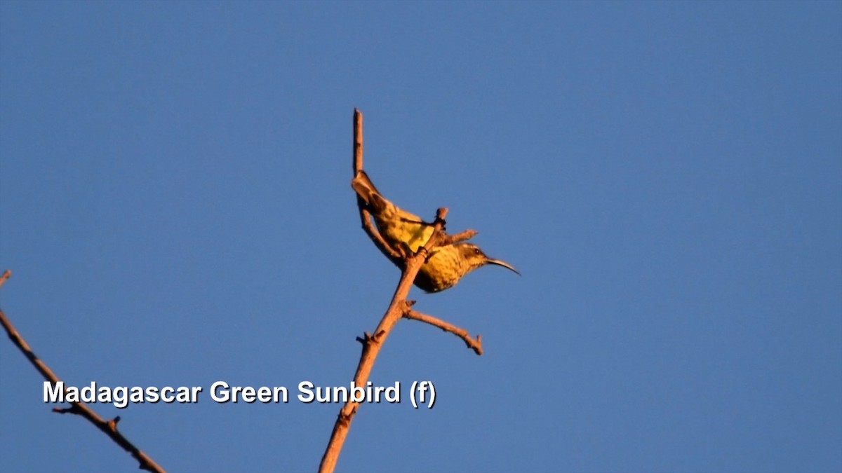 Malagasy Sunbird - ML385161191