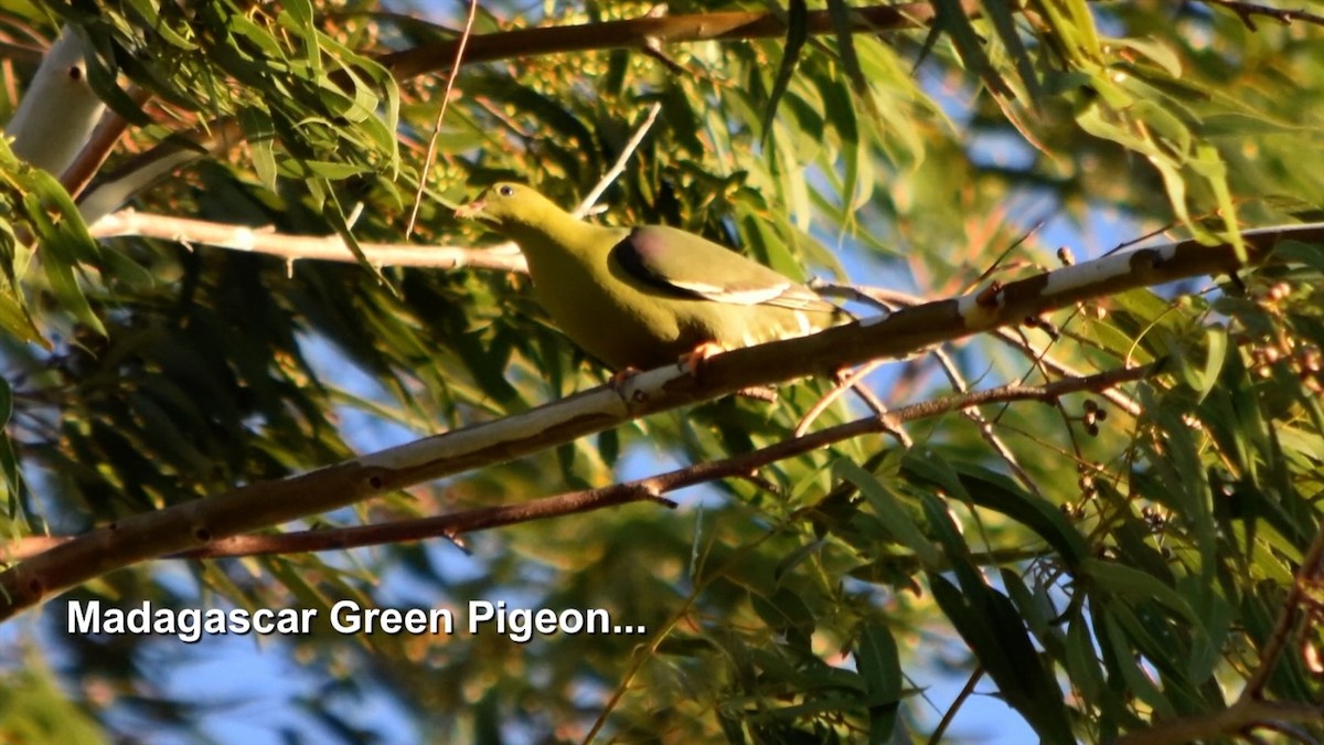 Madagascar Green-Pigeon - ML385161591