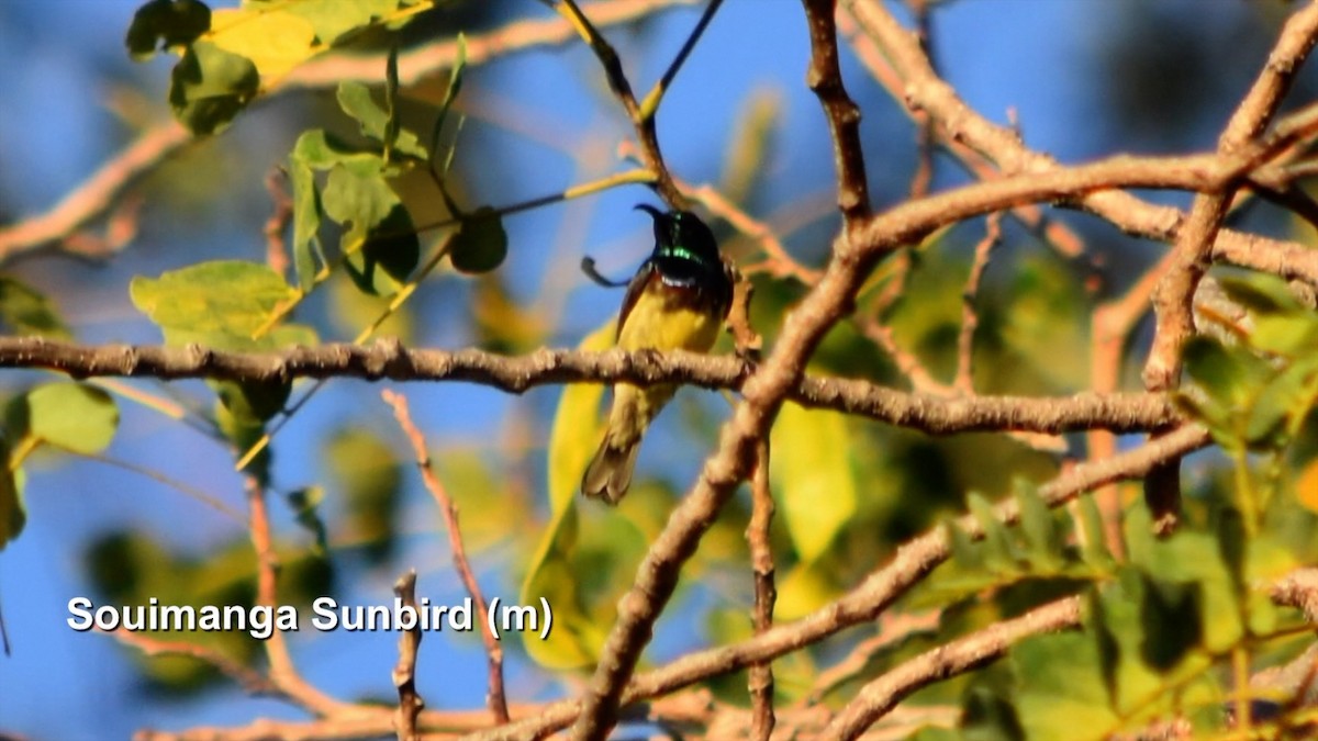 Souimanga Sunbird - ML385161651