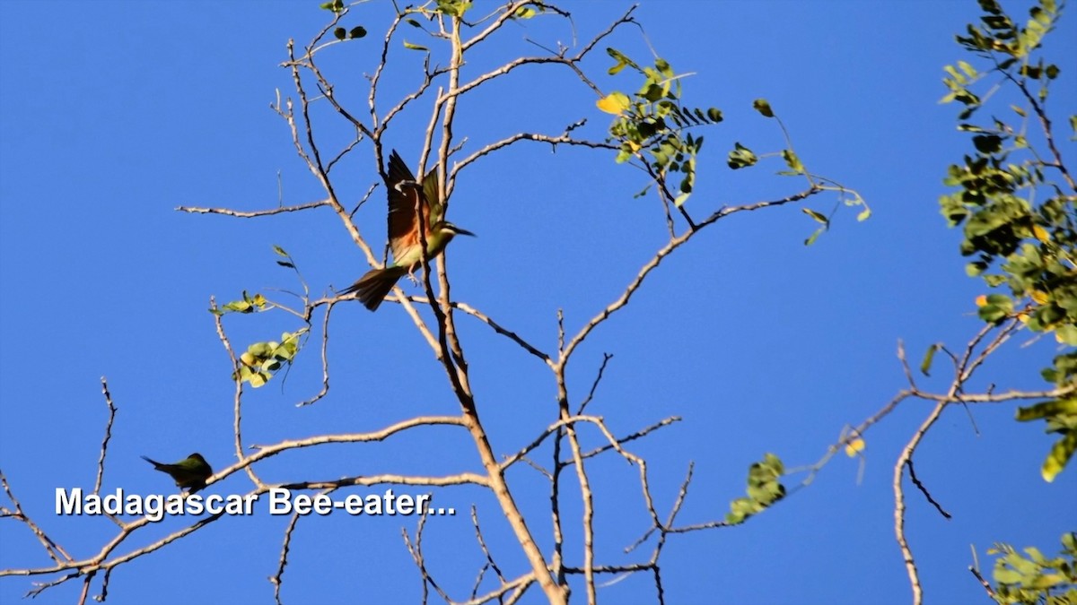 Madagascar Bee-eater - ML385161671