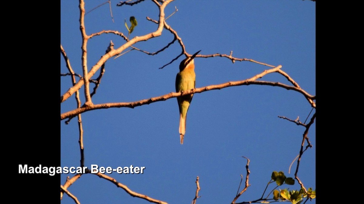 Madagascar Bee-eater - ML385161681