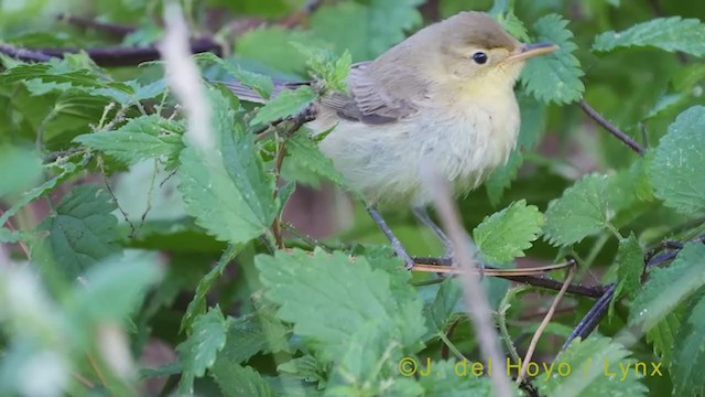 Melodious Warbler - ML385161961