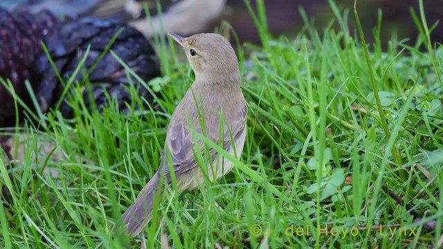 Melodious Warbler - ML385162001