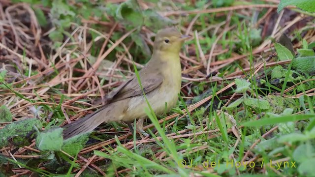 Melodious Warbler - ML385162031