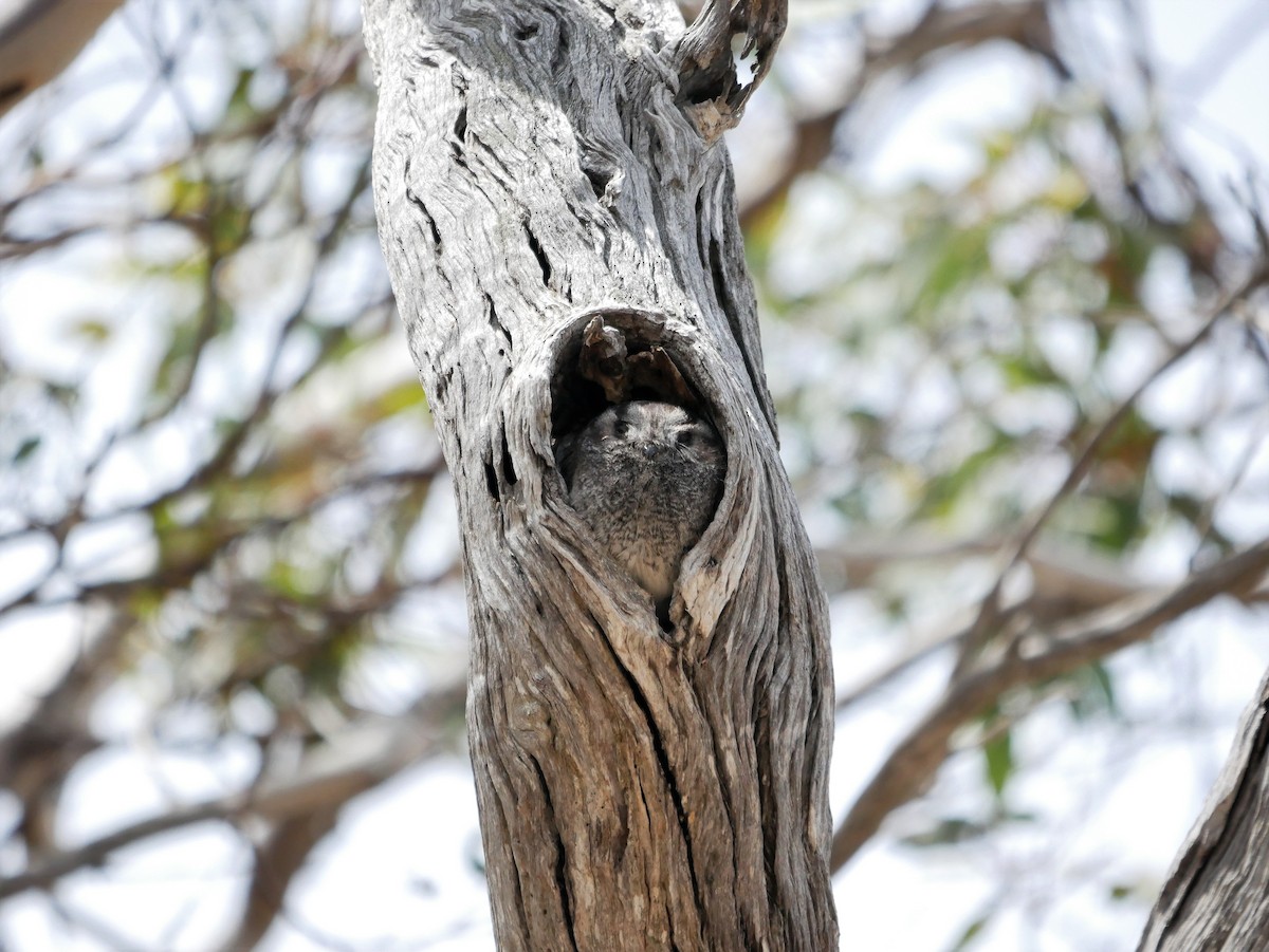Australian Owlet-nightjar - ML385162991