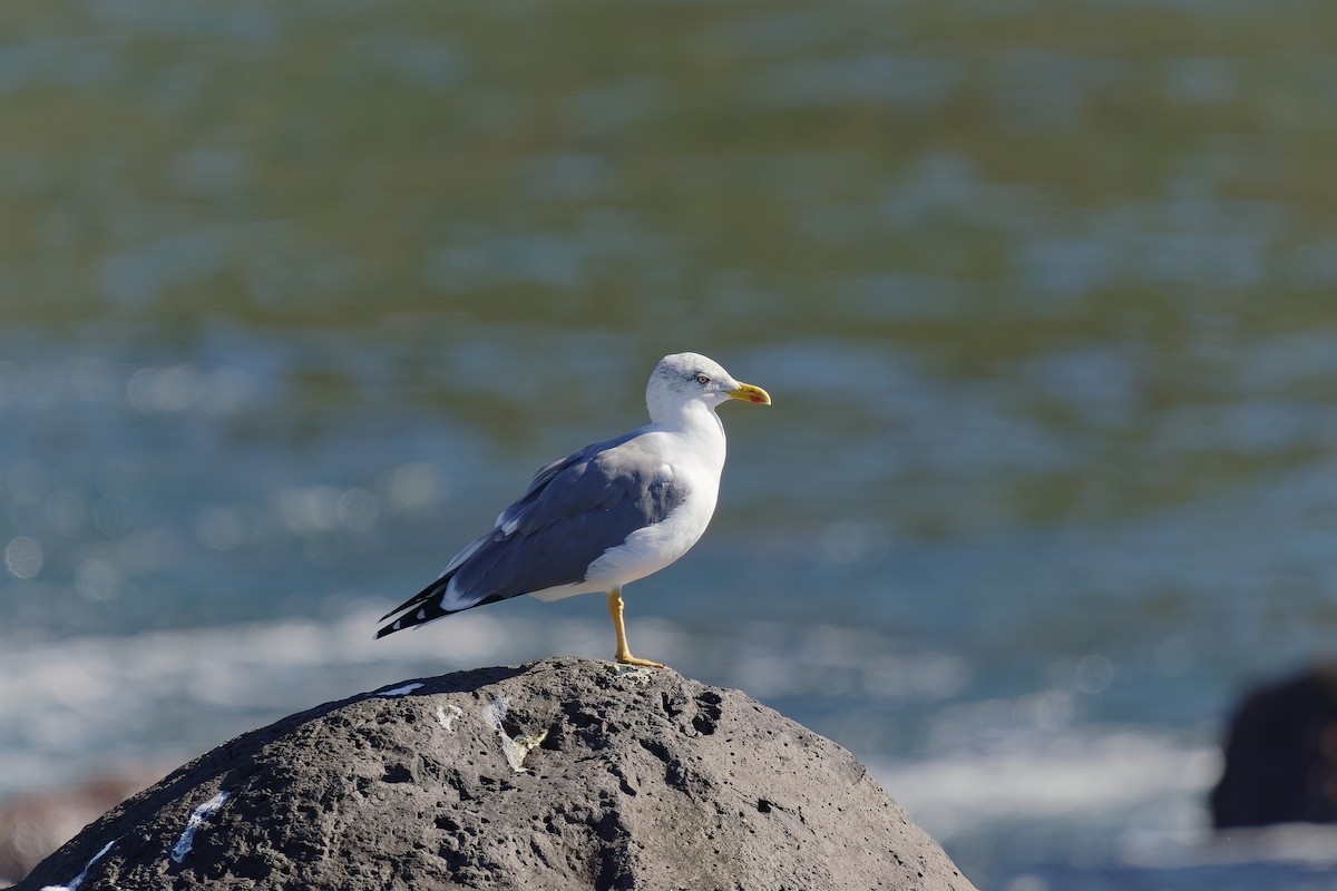 Yellow-legged Gull (atlantis) - Holger Teichmann