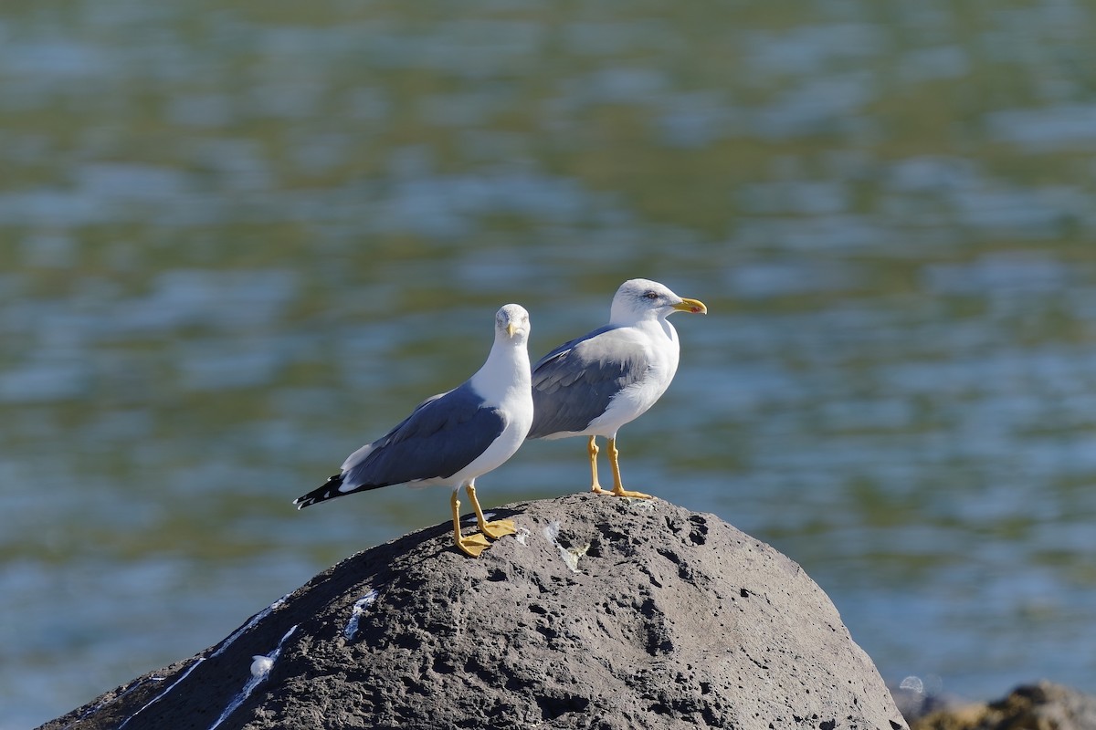 Yellow-legged Gull (atlantis) - ML385167931