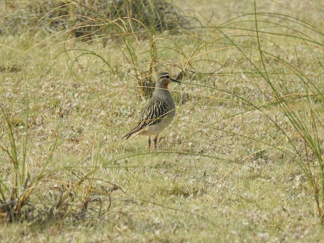 Bird in its breeding habitat; Chubut, Argentina. - Tawny-throated Dotterel - 