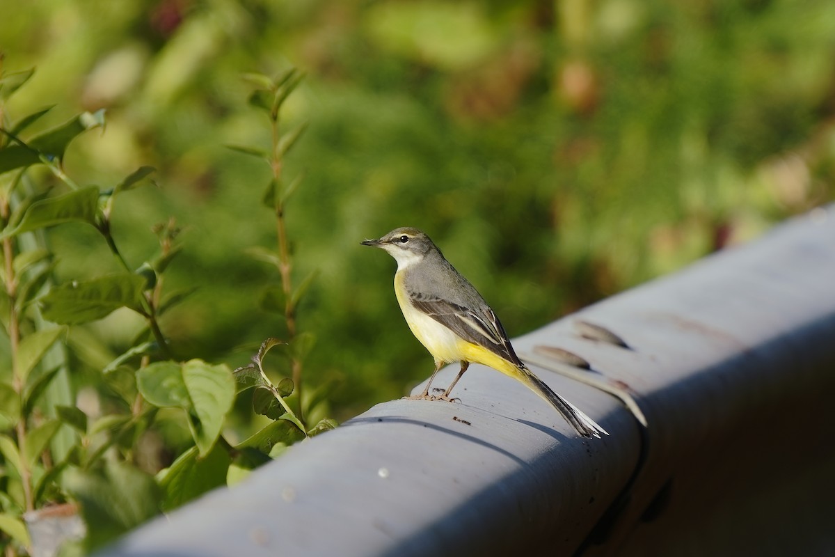 Gray Wagtail - ML385168631