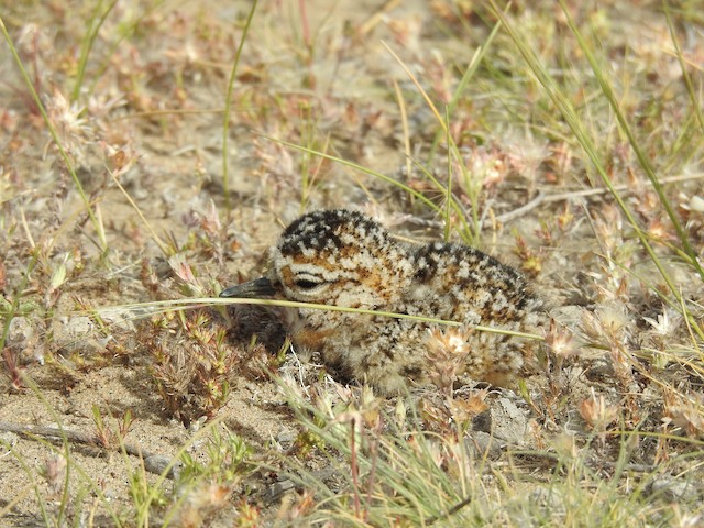  - Tawny-throated Dotterel - 