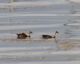 West Indian Whistling-Duck, ML385169141