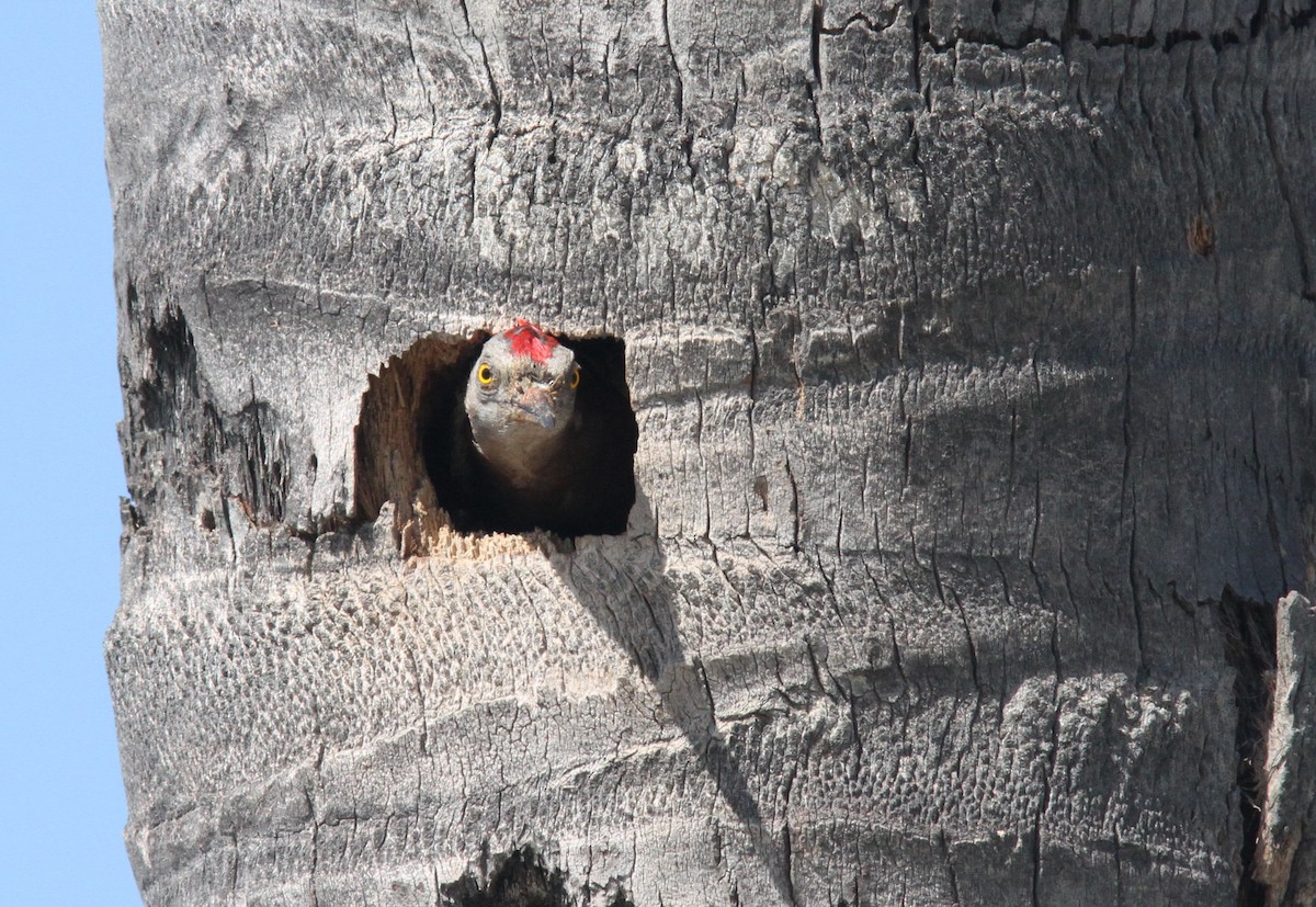Hispaniolan Woodpecker - ML385169201