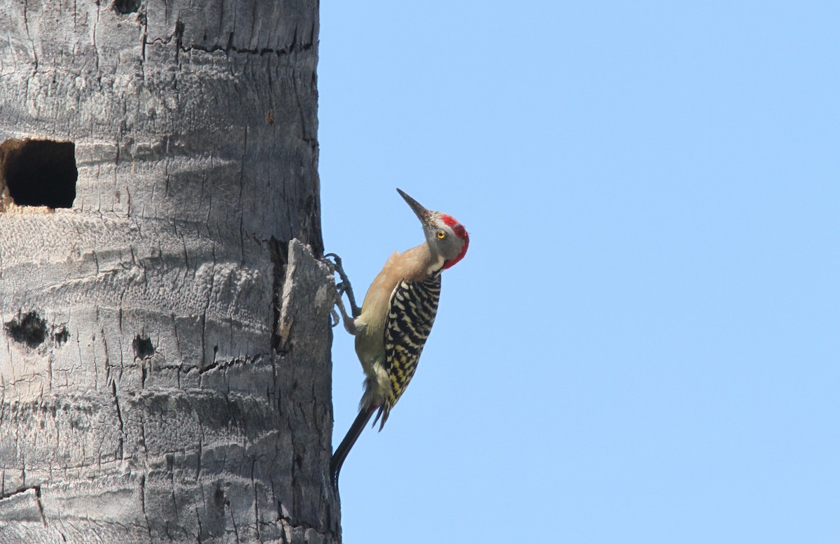 Hispaniolan Woodpecker - ML385169221