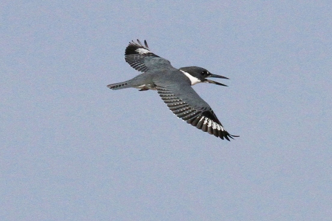 Belted Kingfisher - ML38517111