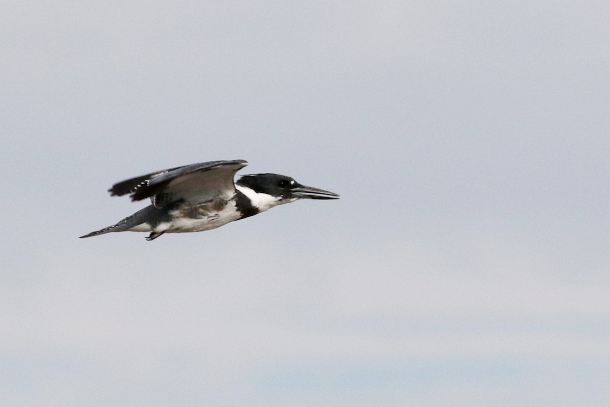 Belted Kingfisher - ML38517191