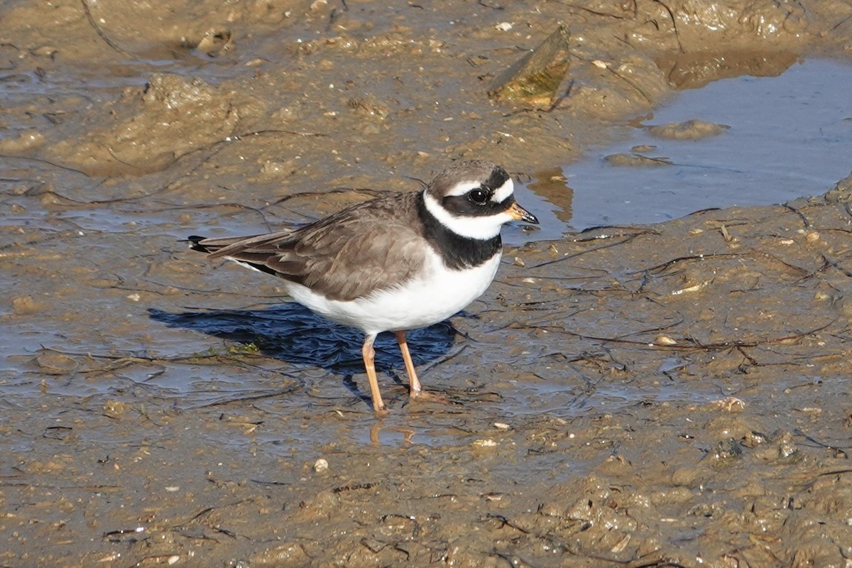 Common Ringed Plover - ML385175211