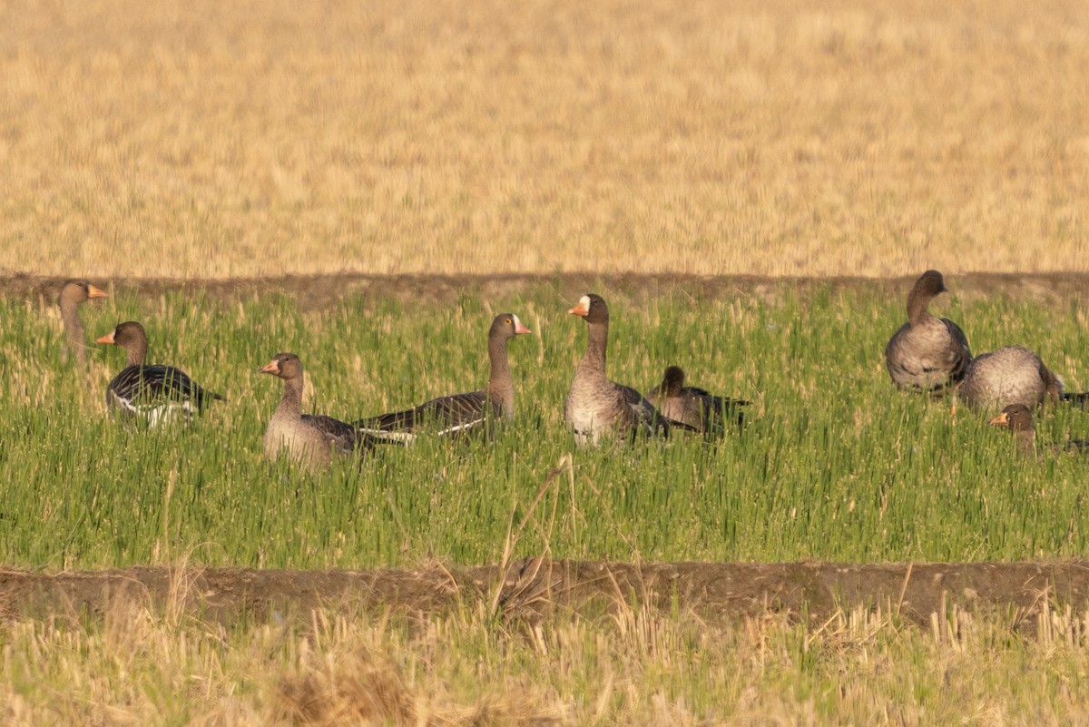 Lesser White-fronted Goose - ML385178321