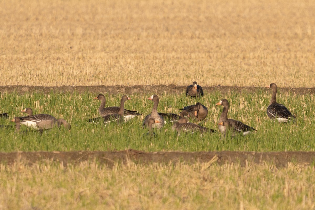 Lesser White-fronted Goose - ML385178331