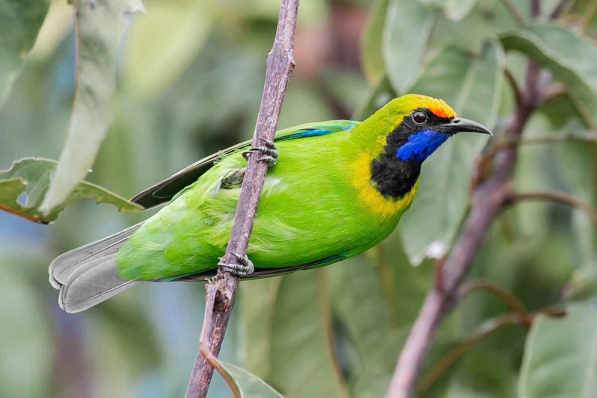 Golden-fronted Leafbird - Natthaphat Chotjuckdikul