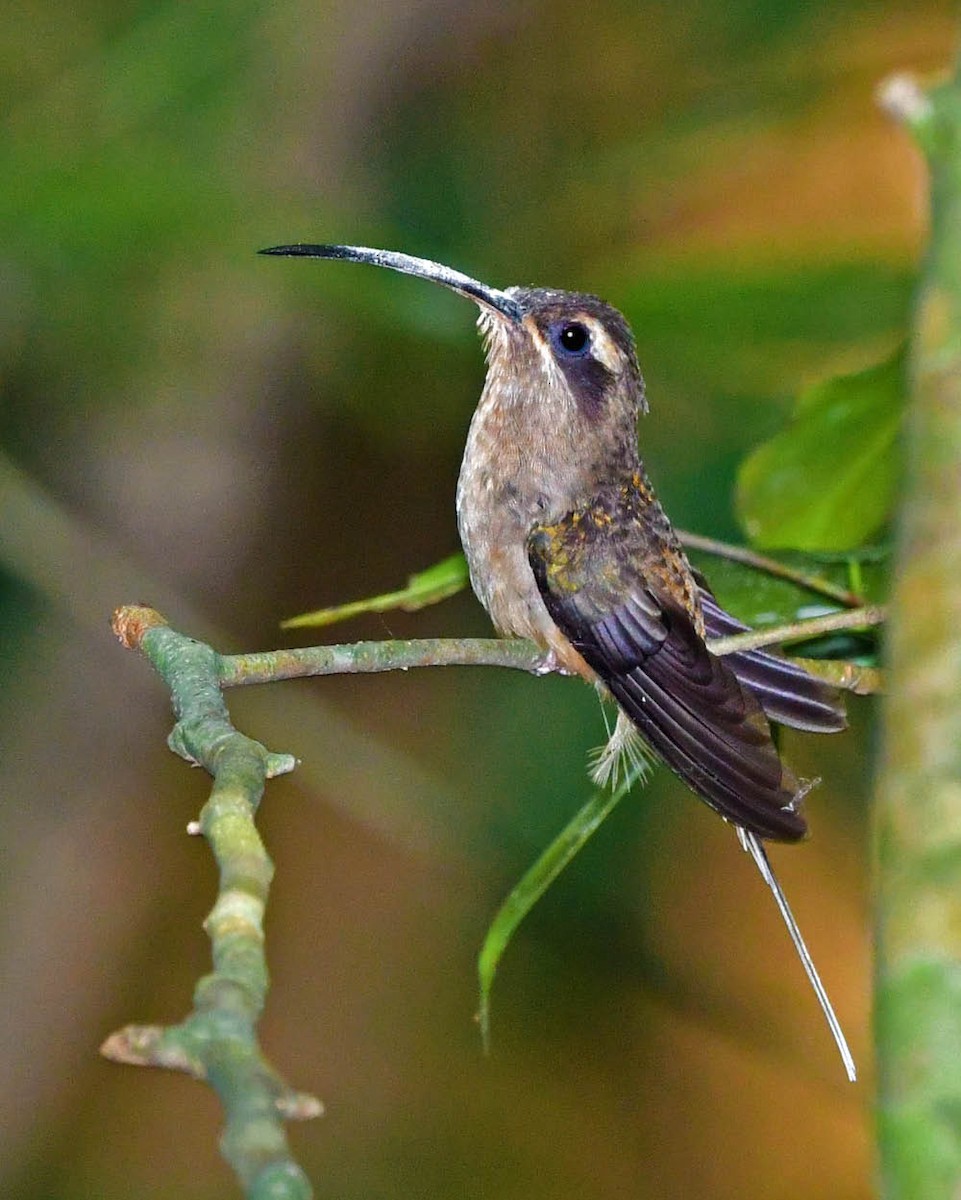 kolibřík dlouhozobý - ML385182441