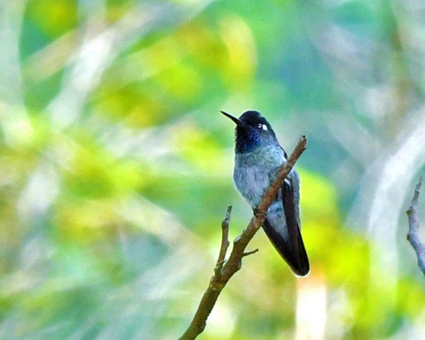 Violet-headed Hummingbird - ML385183381