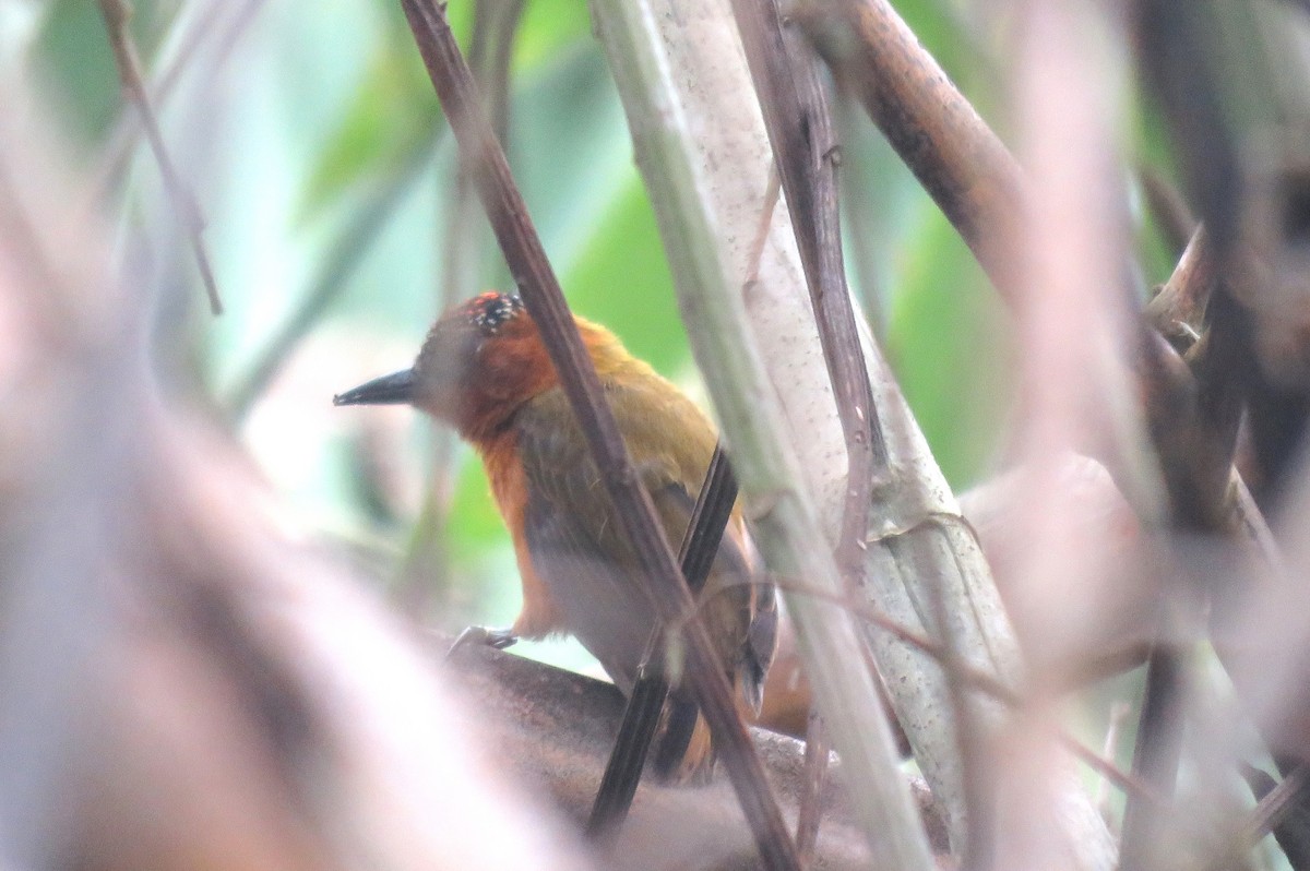 Rufous-breasted Piculet - ML385183991