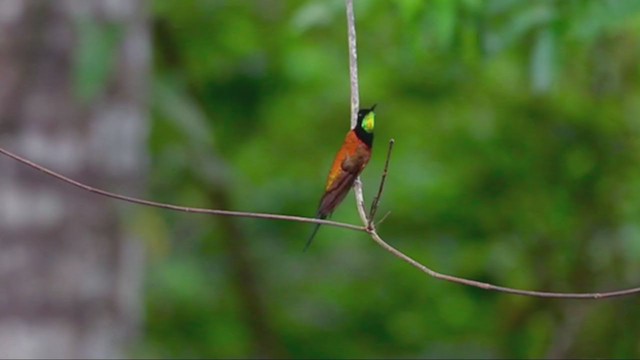 kolibřík zelenokostřečný - ML385186111