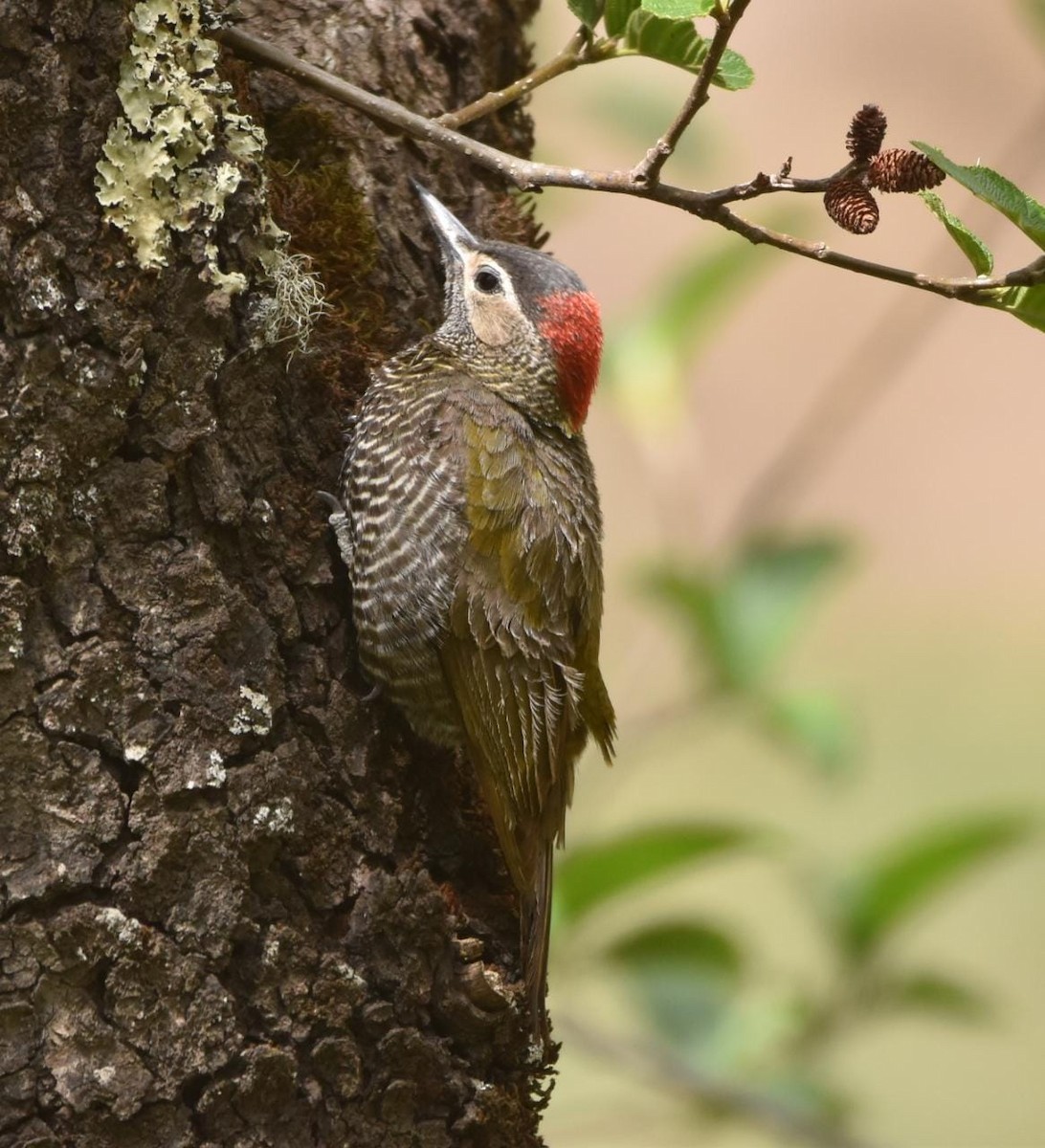 Golden-olive Woodpecker - Joaquín Helbig
