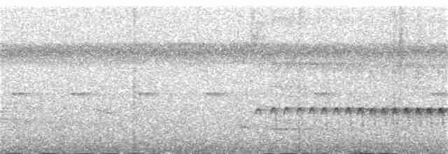 Weißstirn-Ameisenschnäpper - ML385191941