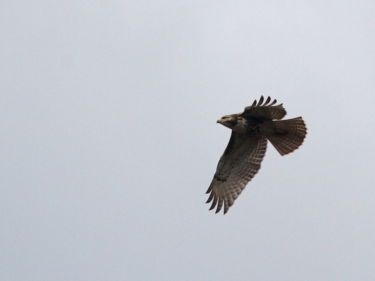 Red-tailed Hawk - Larry Therrien