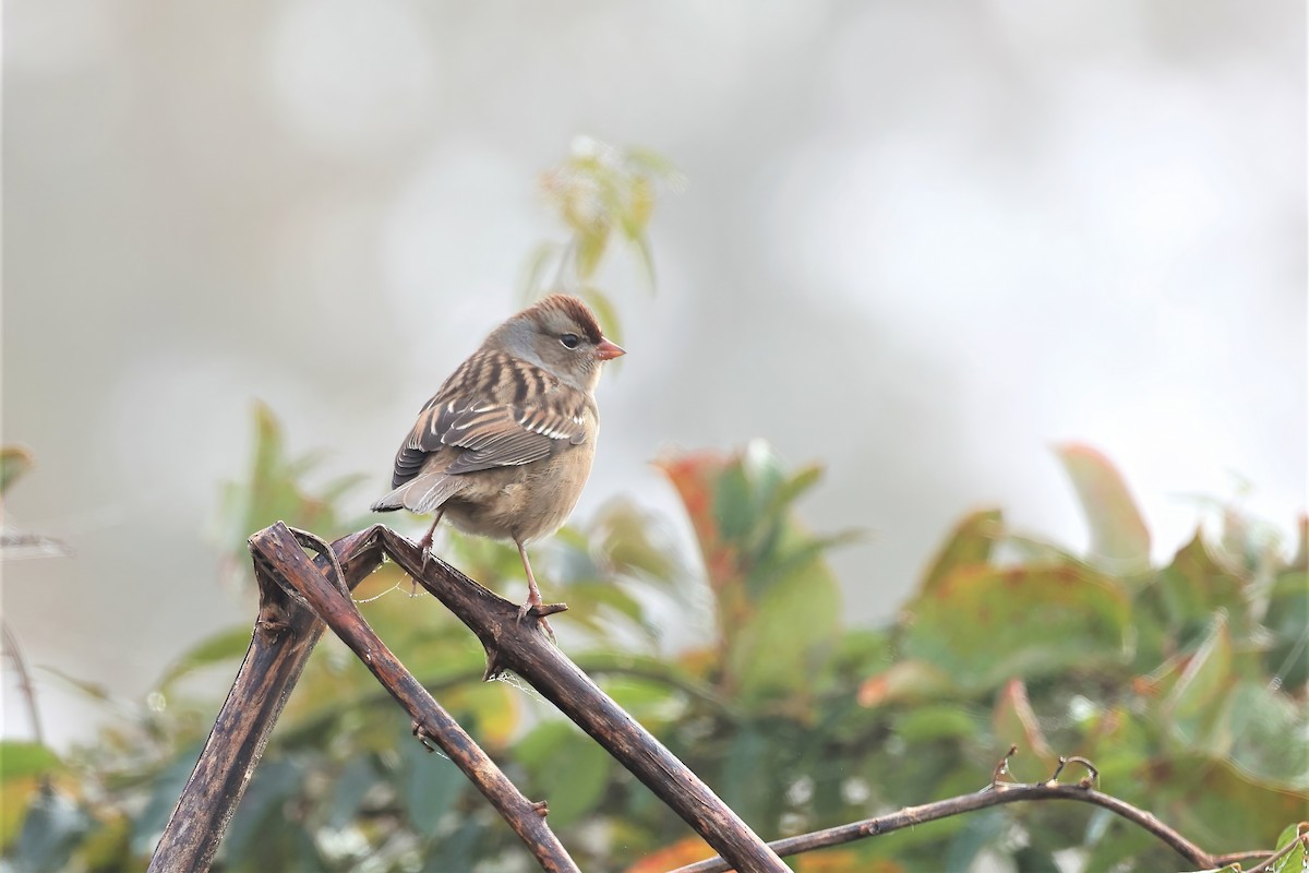 White-crowned Sparrow - ML385206741