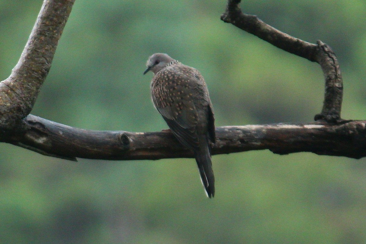 Spotted Dove - ML385212111