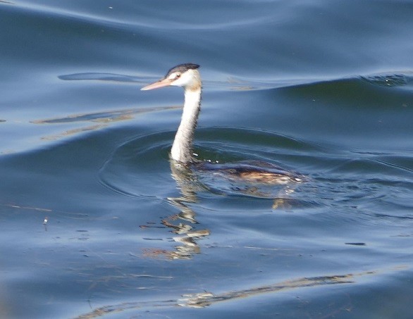 Great Crested Grebe - ML385213391