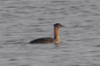 Red-necked Grebe - ML385214561