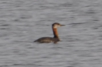 Red-necked Grebe - ML385214601