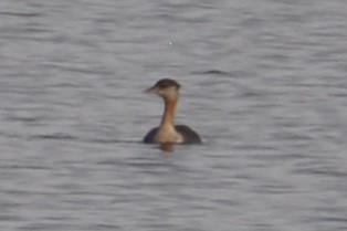 Red-necked Grebe - ML385214691