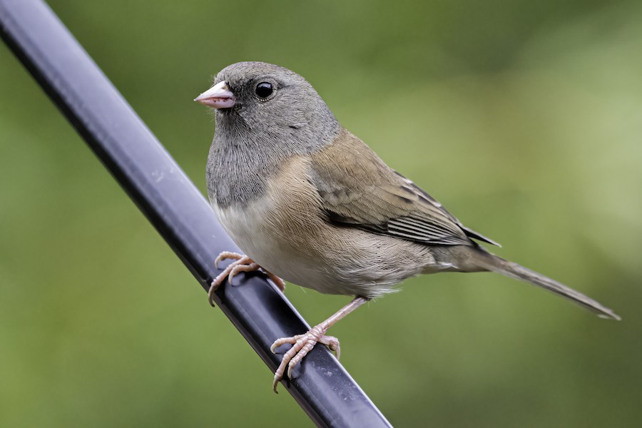 Dark-eyed Junco (oregon) - Ebird